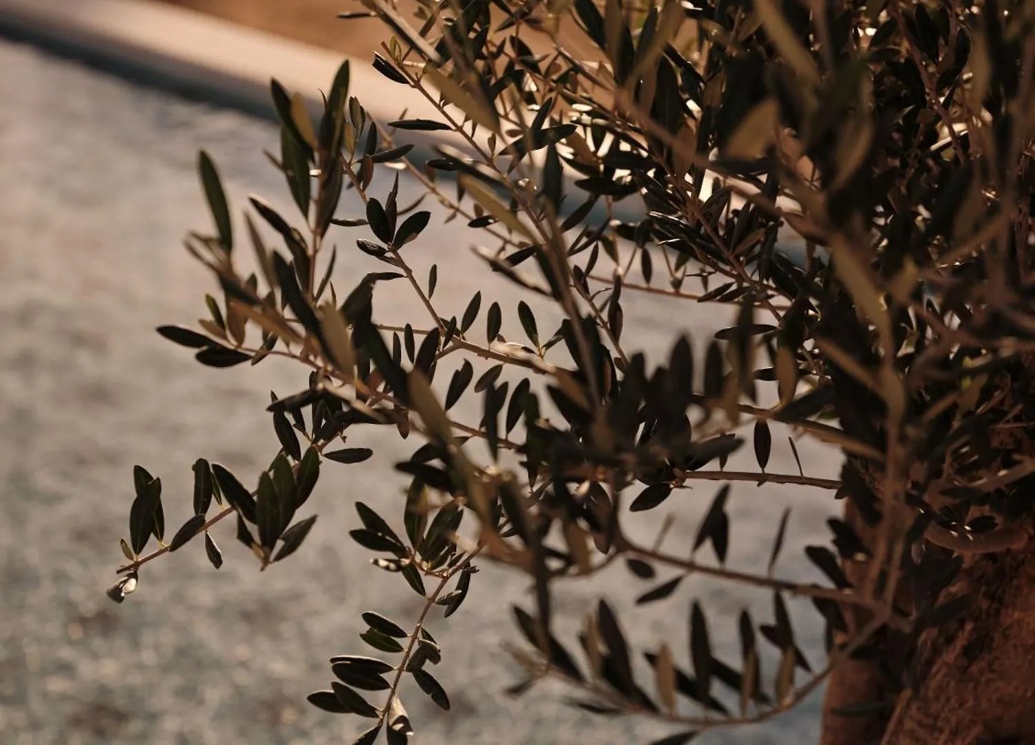 *****  So/ Sotogrande Spa & Golf Resort Hotel España